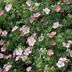 Potentilla fruticosa rosea